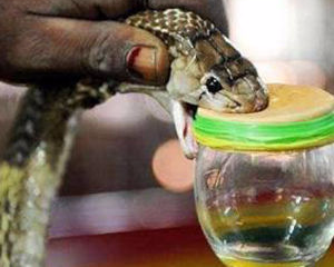 Ophiophagus hannah( King Cobra) snake venom for sale